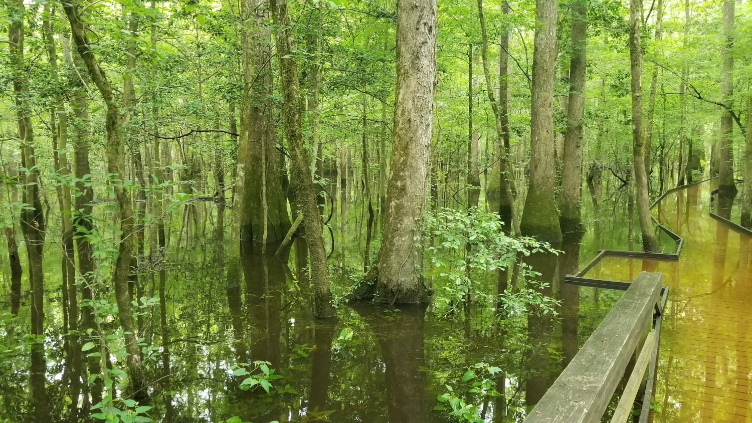 Congaree NP 